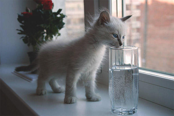 Котето не пие вода