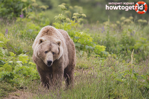 Сдвояване и възпроизвеждане на Kodiak