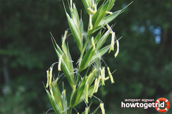 Лечебни свойства на wheatgrass